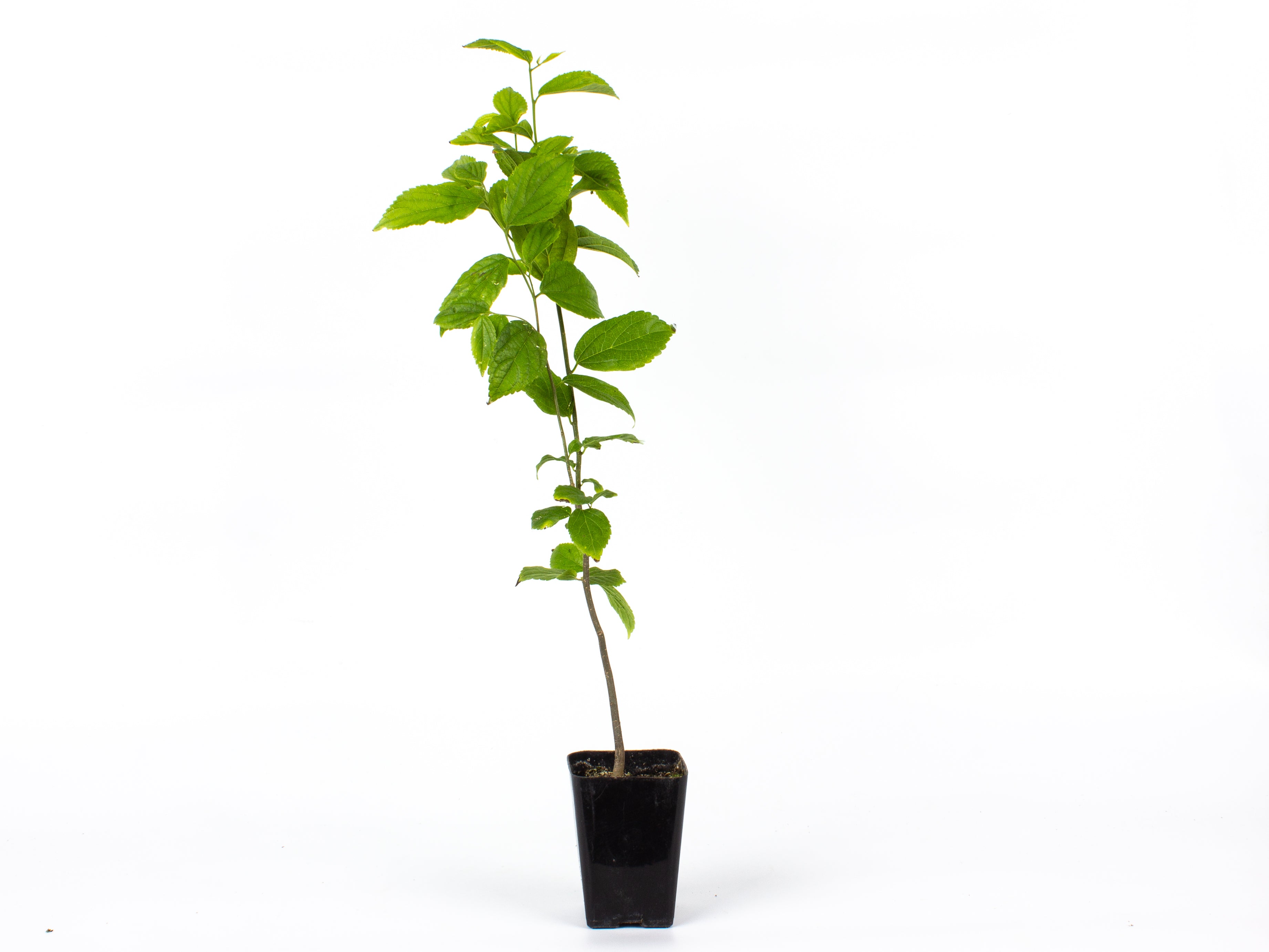 Chinese Hackberry Tree Seedling – Backbud Nursery